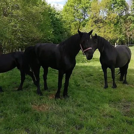 Am Halbmond Διαμέρισμα